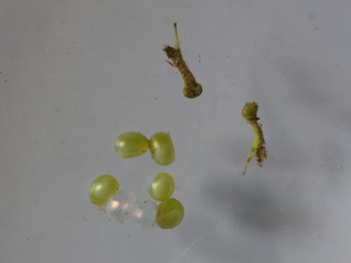 Réf. 344 443 : Laothoe populi